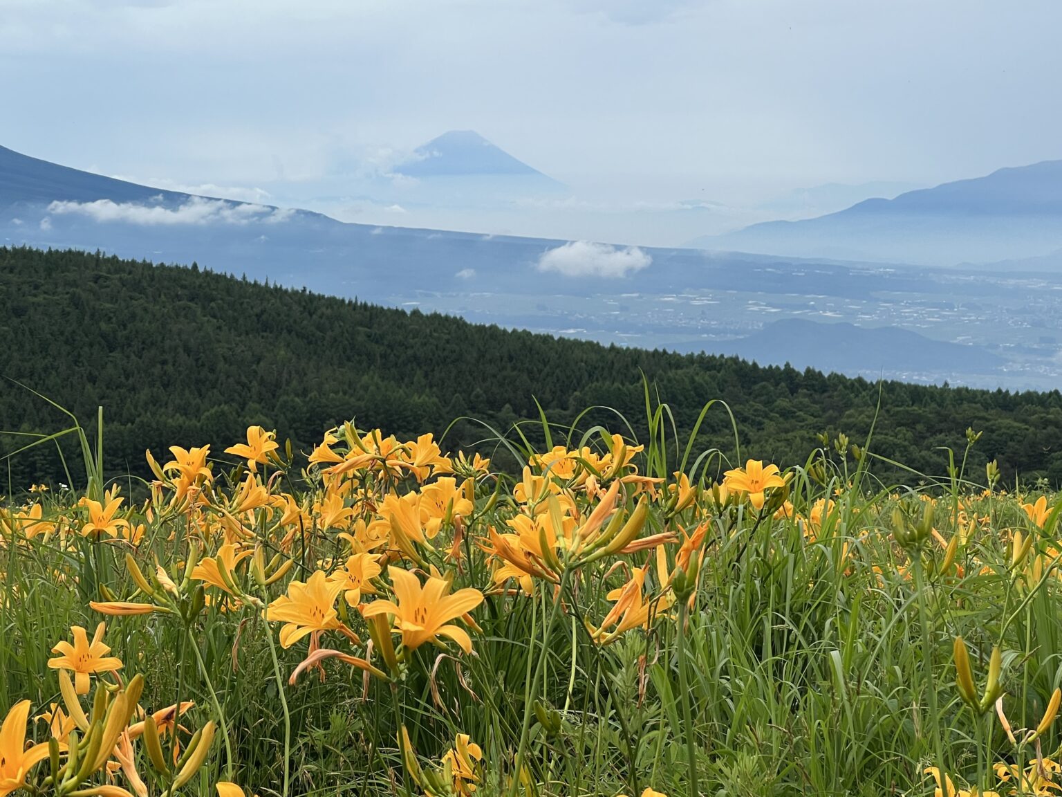 富士山とニッコウキスゲ