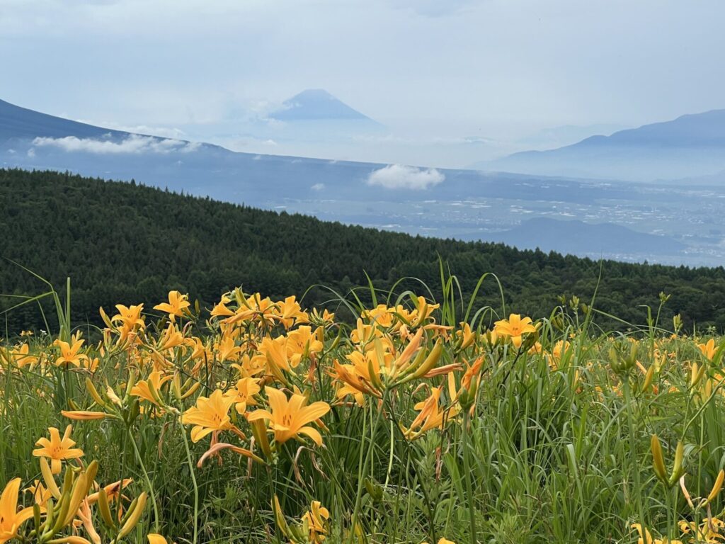 霧ヶ峰　富士山とニッコウキスゲ