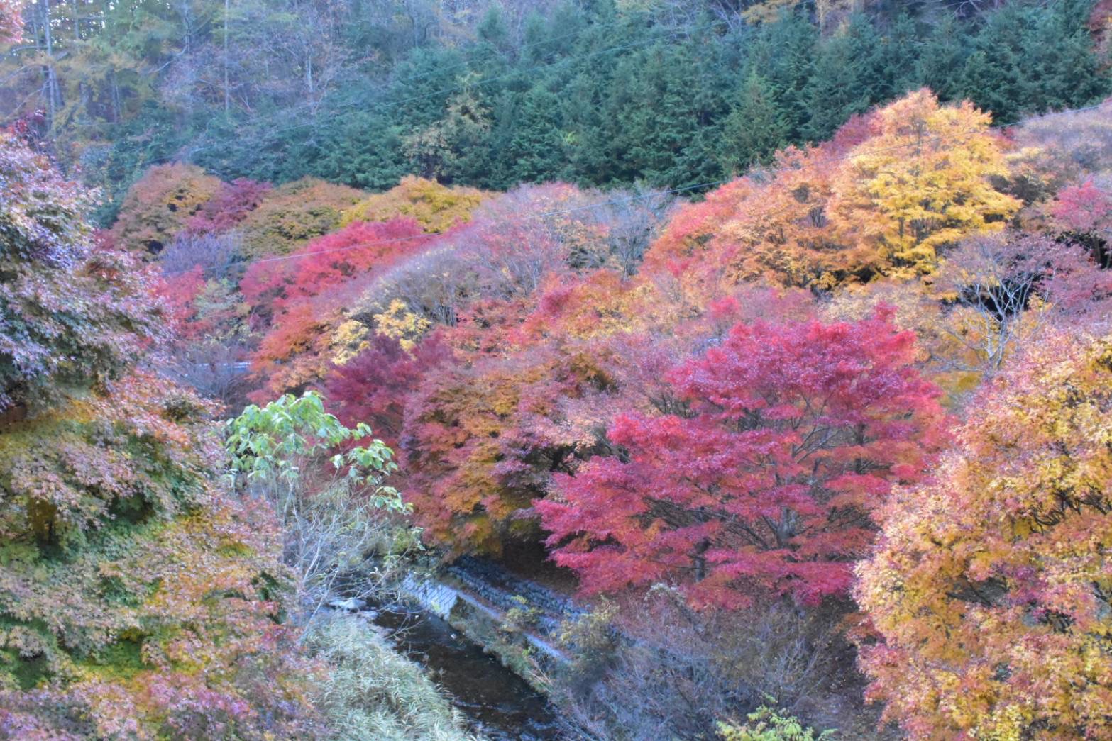 もみじ湖