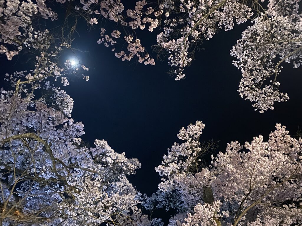 高遠の夜桜