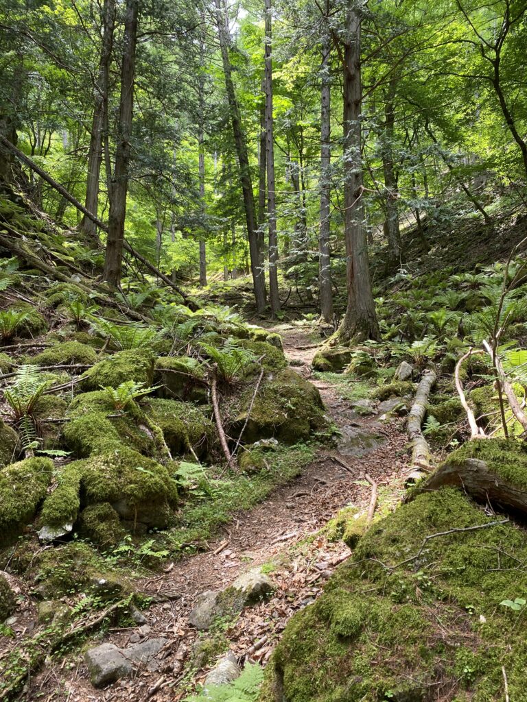 鉢伏山へのトレイル