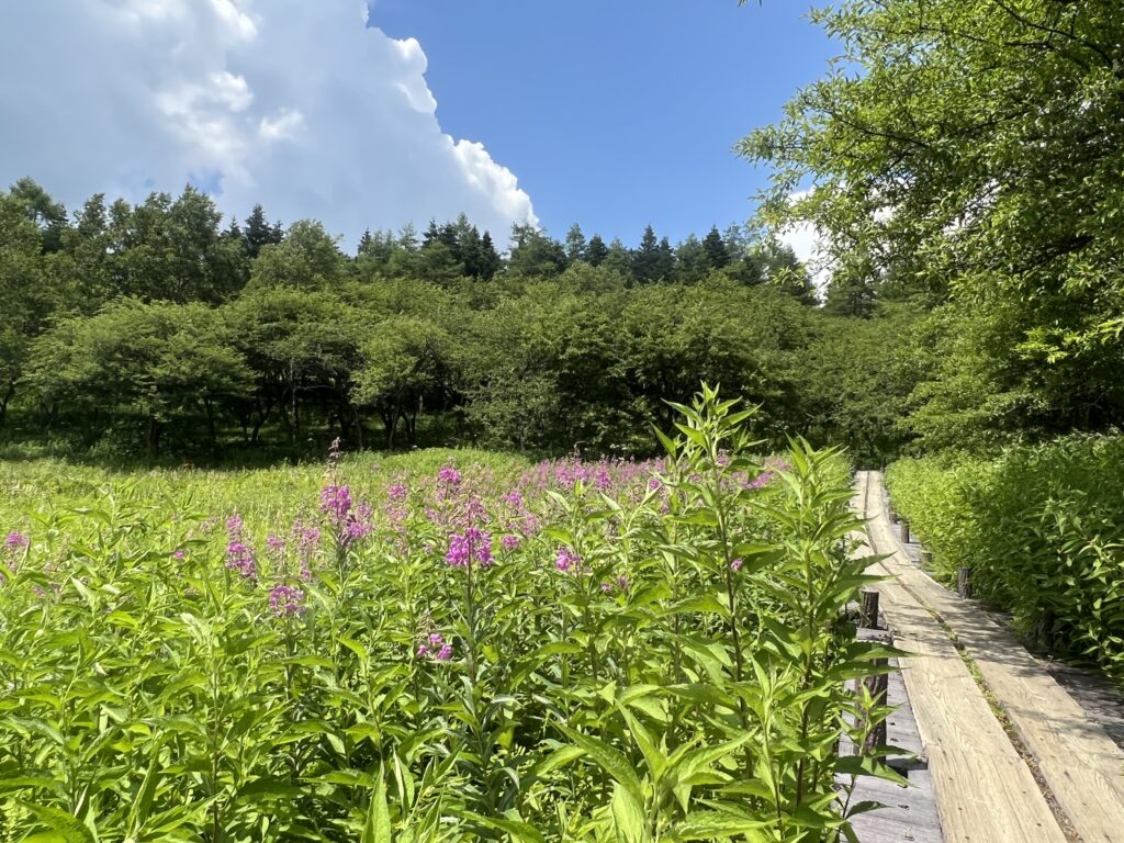 入笠湿原｜富士見町で注文住宅ならエルハウス