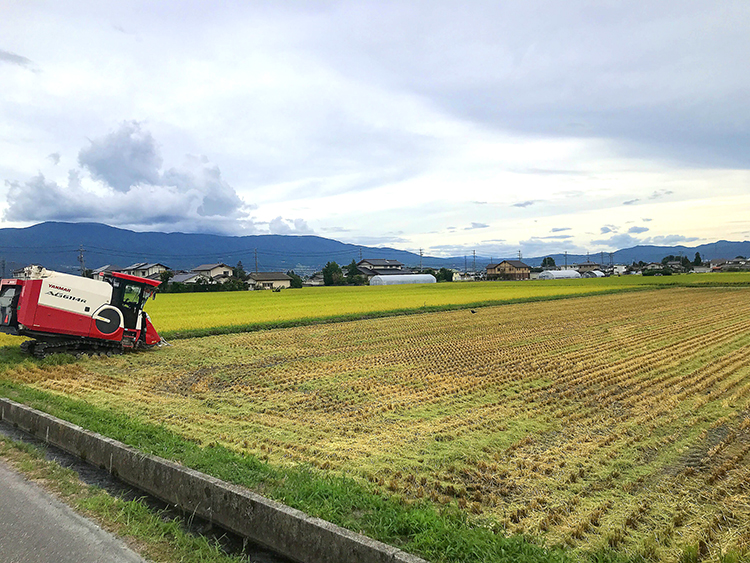 松本市　稲刈り