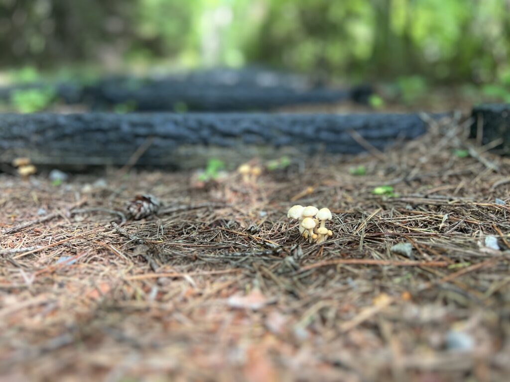 永明寺山｜茅野市で注文住宅ならエルハウス