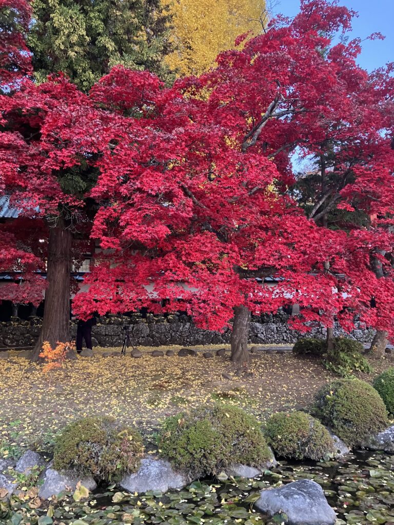 茅野市玉川の紅葉