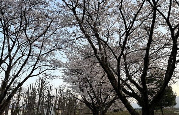 満開の桜