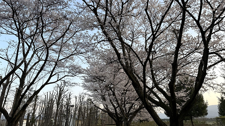 満開の桜