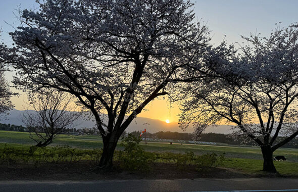 桜と夕陽