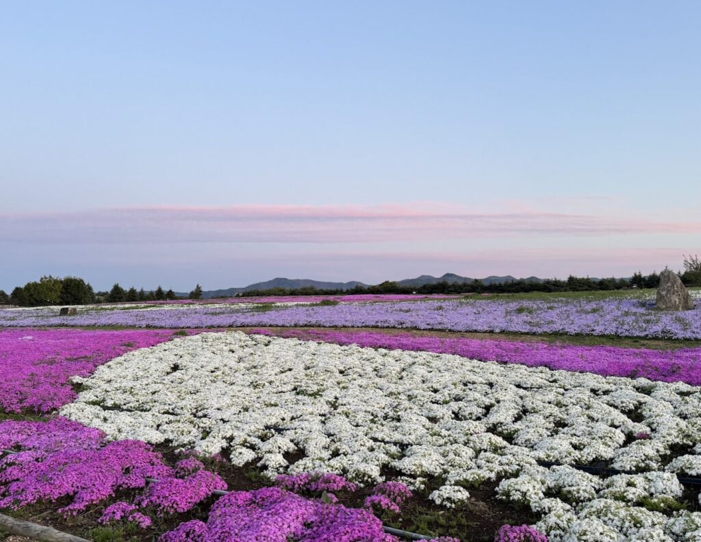 信州スカイパーク芝桜｜茅野市の工務店エルハウス