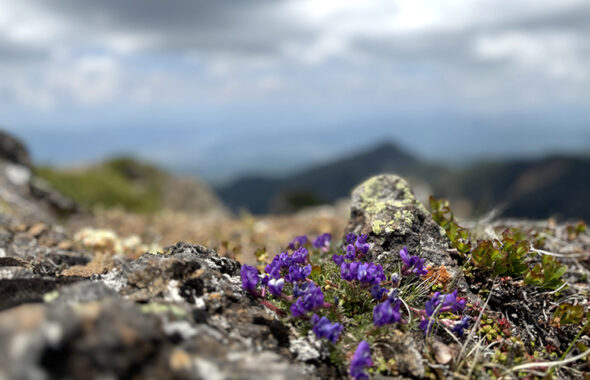 硫黄岳に生息する野草