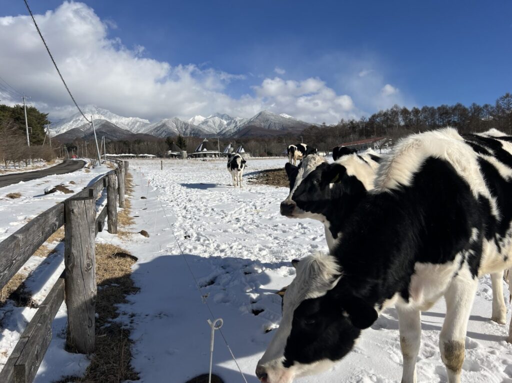 八ヶ岳中央農業実践大学の牛｜原村で注文住宅ならエルハウス