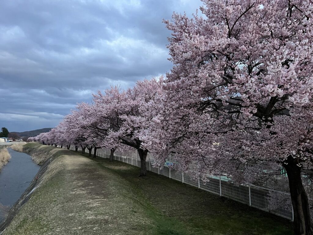茅野市宮川の桜｜茅野市で注文住宅ならエルハウス