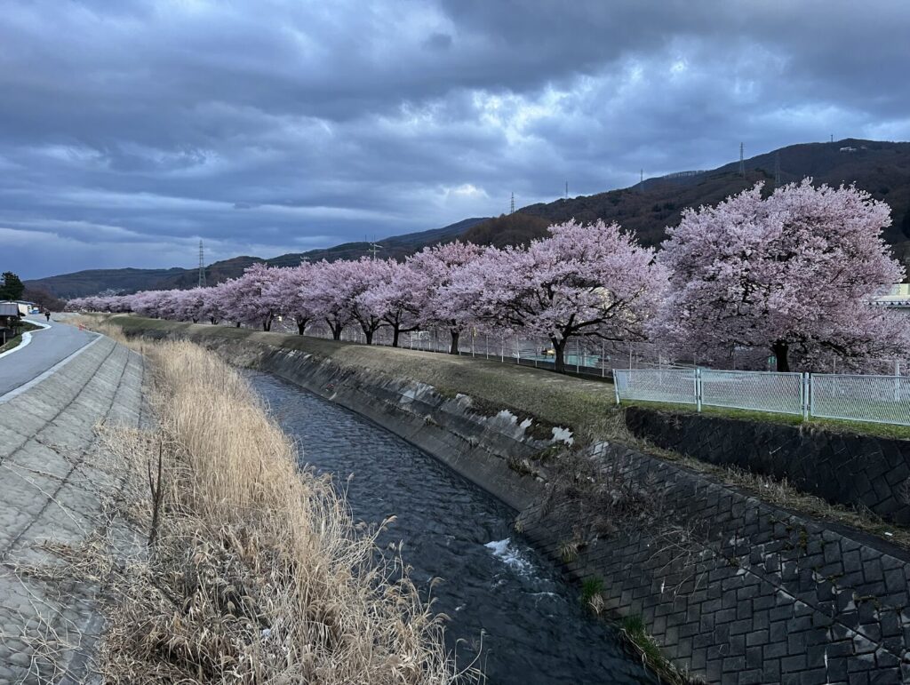 茅野市宮川の桜｜茅野市で注文住宅ならエルハウス