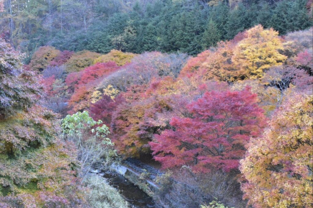 箕輪町もみじ湖