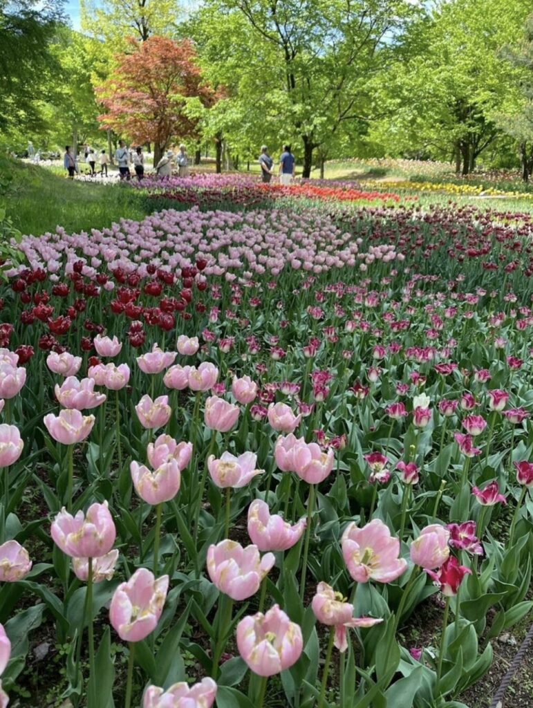 国営アルプスあづみの公園｜茅野市で注文住宅ならエルハウス